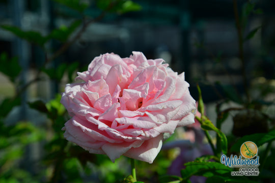 Lambert Closse - Cold Hardy Rose