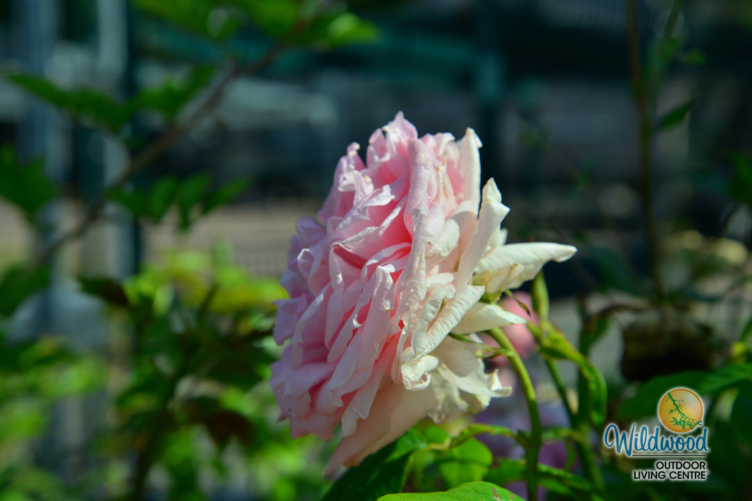 Lambert Closse - Cold Hardy Rose