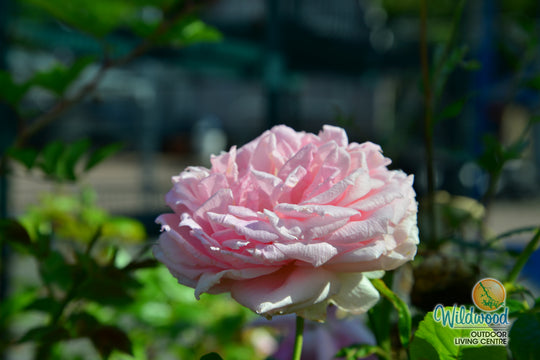 Lambert Closse - Cold Hardy Rose