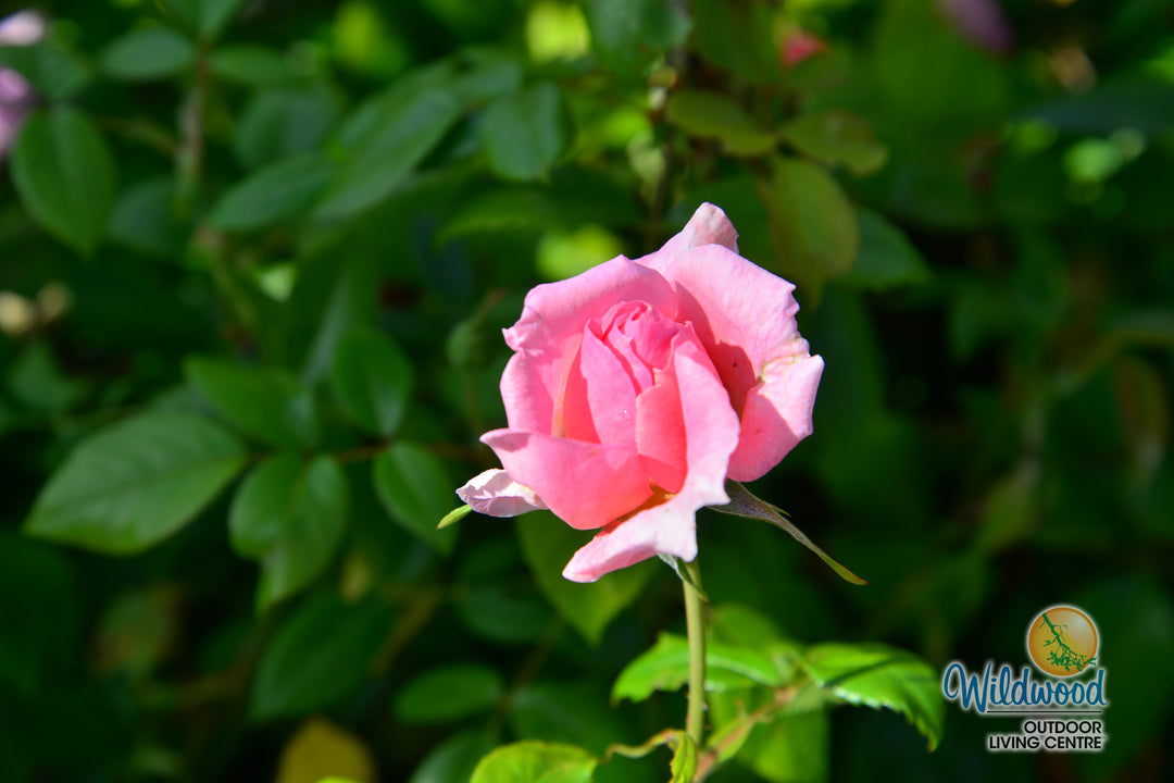 Lambert Closse - Cold Hardy Rose