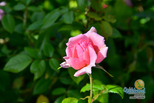 Lambert Closse - Cold Hardy Rose