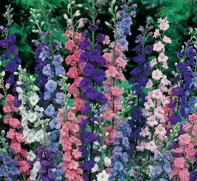 Larkspur Giant Imperial - Pacific Northwest Seeds