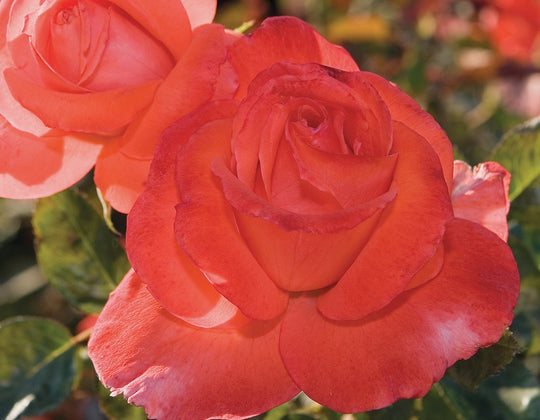 Lasting Peace™ - Star Roses and Plants