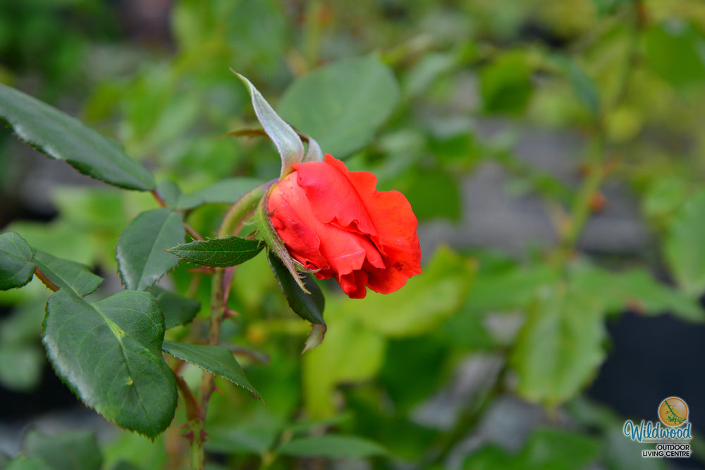 Lasting Peace™ - Star Roses and Plants
