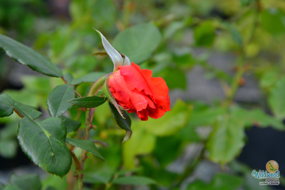 Lasting Peace™ - Star Roses and Plants