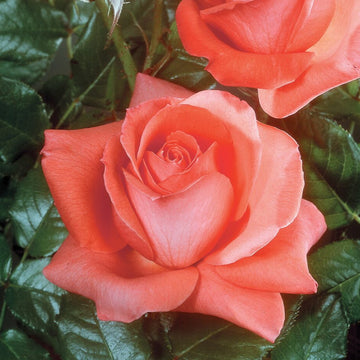 Lasting Peace™ - Star Roses and Plants
