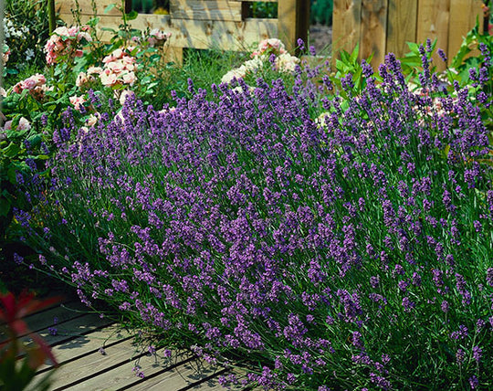 English Lavender - Munstead, 1 Pack