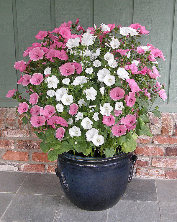 Lavatera Patio Pastels - Renee's Garden