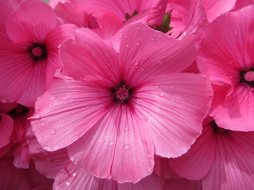 Lavatera Loveliness (Rose Mallow) - Pacific Northwest Seeds
