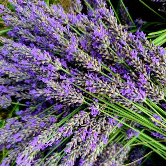 Organic Lavender - Metchosin Farm Seeds