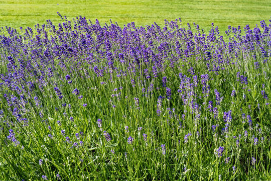 English Lavender - Hidcote, 1 Pack
