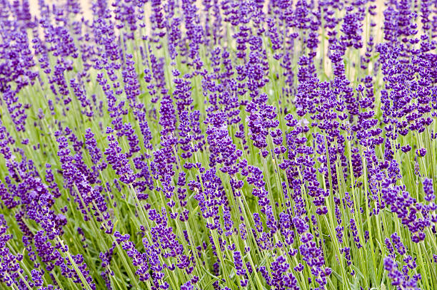 English Lavender - Hidcote, 1 Pack