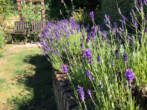 English Lavender - Hidcote, 1 Pack