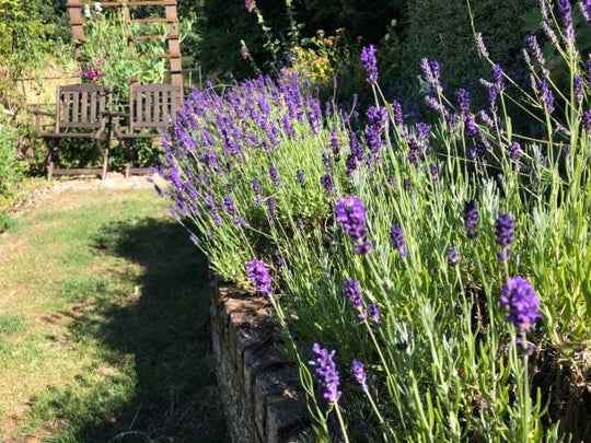 English Lavender - Hidcote, 1 Pack