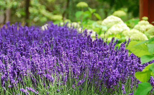 English Lavender - Hidcote, 1 Pack
