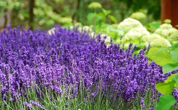 hidcote lavender plant spacing English Lavender