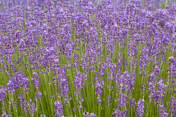 English Lavender - Munstead, 1 Pack