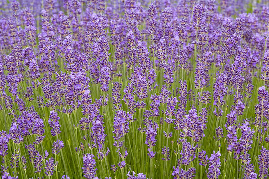 English Lavender - Munstead, 1 Pack