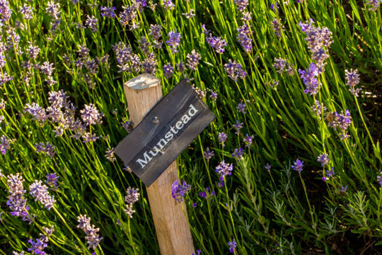 English Lavender - Munstead, 1 Pack