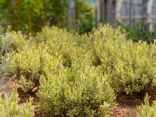 English Lavender - Platinum Blonde, 1 Pack