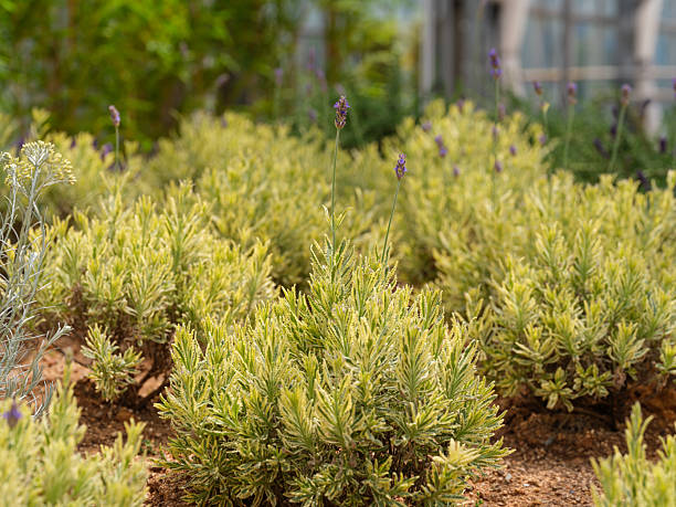 blond lavender plant English Lavender