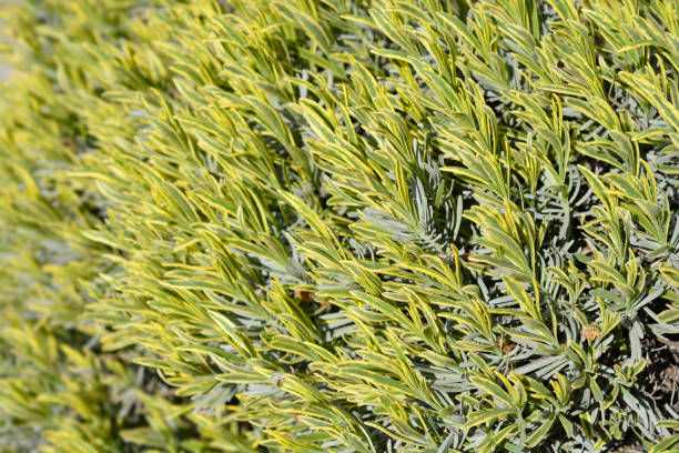 English Lavender - Platinum Blonde, 1 Pack