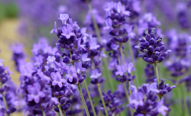 English Lavender – Super Blue, 1 Pack