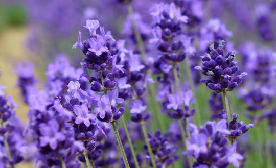English Lavender – Super Blue, 1 Pack