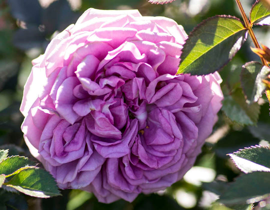 Veranda® Lavender™ - Kordes® Roses