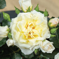 Lemon Sunblaze - Star Roses and Plants