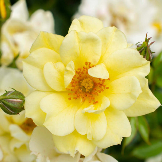 Lemon Drift - Star Roses and Plants