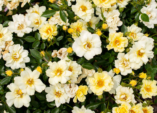 Lemon Drift - Star Roses and Plants