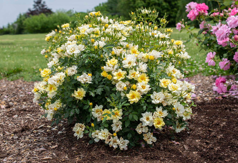 Lemon Drift - Star Roses and Plants