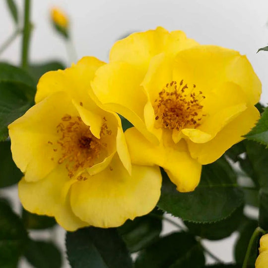 Kolorscape® Lemon Fizz™ - Kordes® Roses