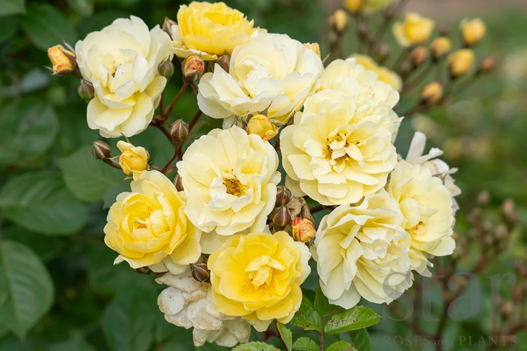 Lemon Frost - Kordes®