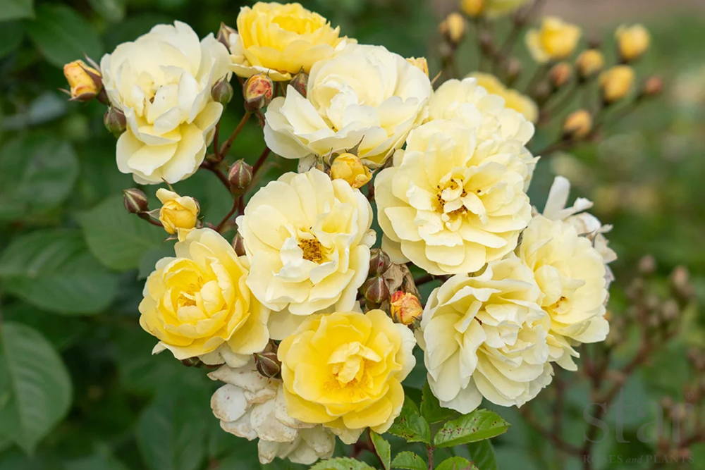 Lemon Frost - Kordes®