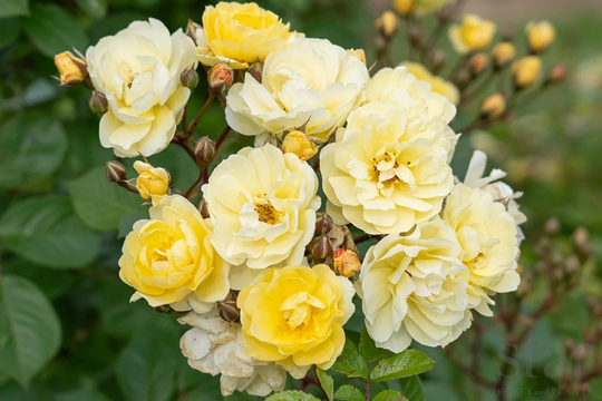 Lemon Frost - Kordes®