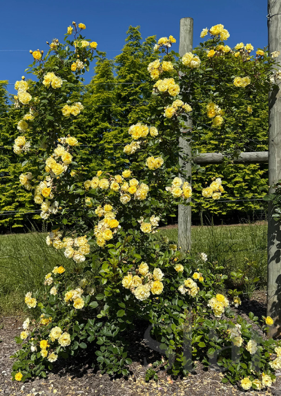 Lemon Frost - Kordes®