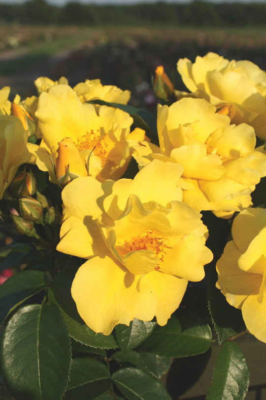 Kolorscape® Lemon Fizz™ - Kordes® Roses