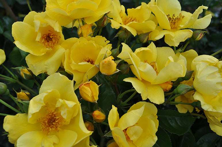 Kolorscape® Lemon Fizz™ - Kordes® Roses