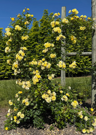 Lemon Frost - Kordes®