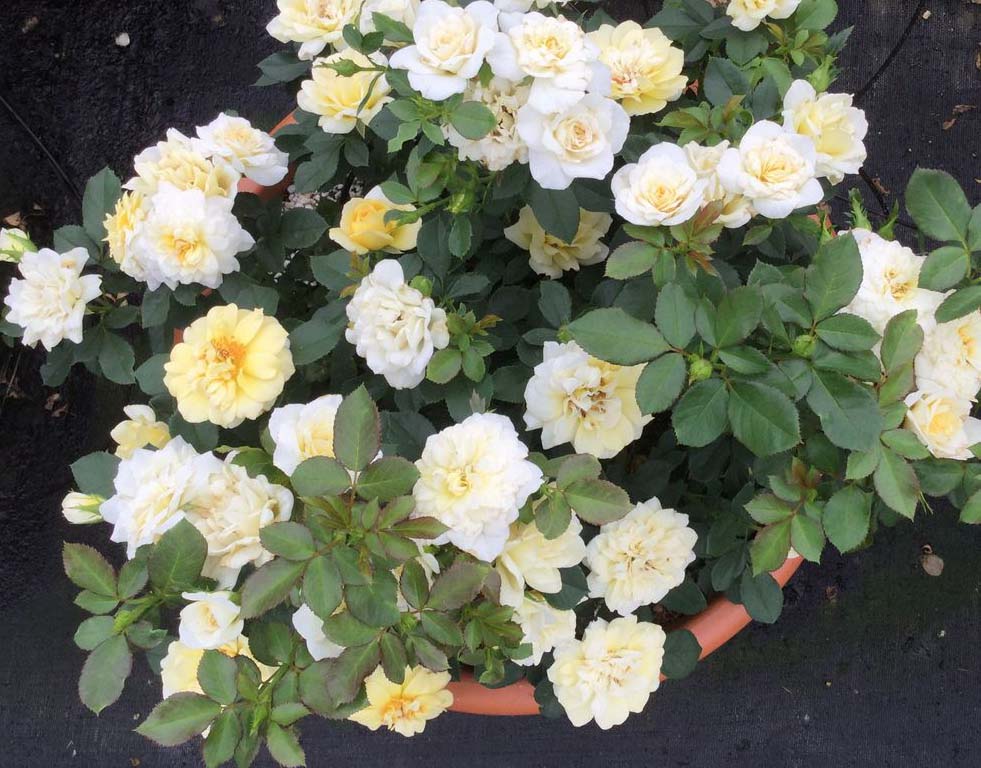 Lemon Sunblaze Miniature - Star Roses and Plants