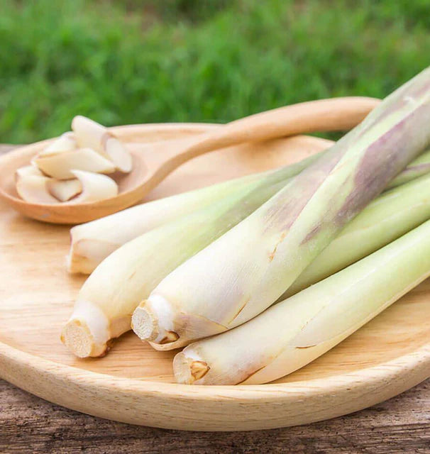 Lemongrass - West Coast Seeds