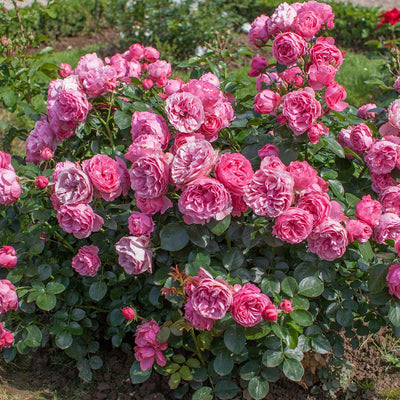 Leonardo da Vinci® - Star Roses and Plants