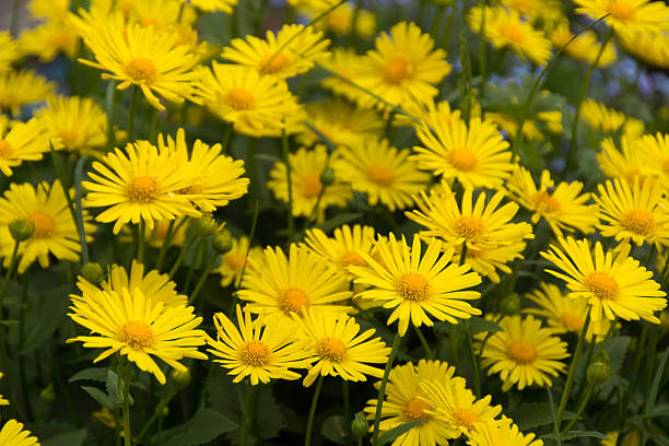 Leopard's Bane - Little Leo, 1 Pack