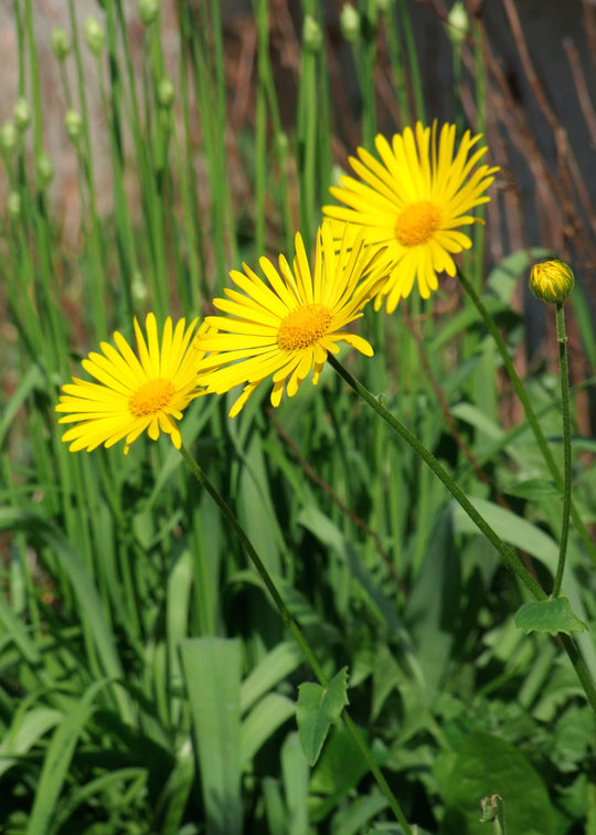 Leopard's Bane - Little Leo, 1 Pack