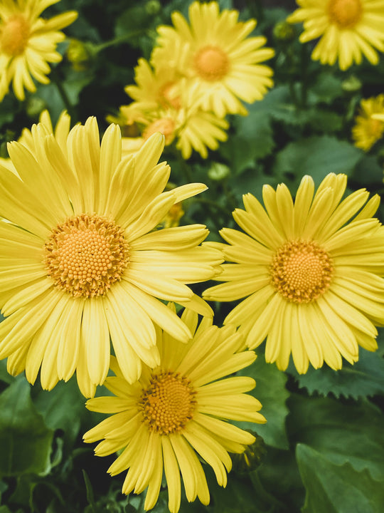 Leopard's Bane - Little Leo, 1 Pack