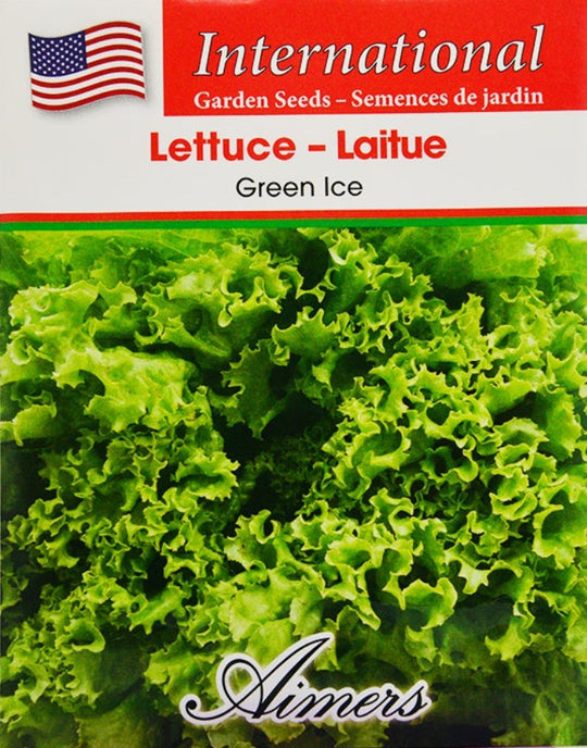 Lettuce Green Ice International - Aimers Seeds