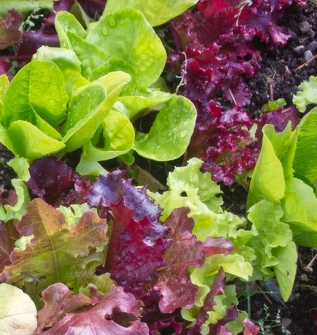 Lettuce Blend - Salt Spring Seeds