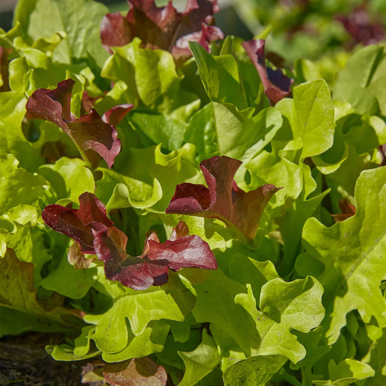 Lettuce Gourmet Blend - Burpee Seeds